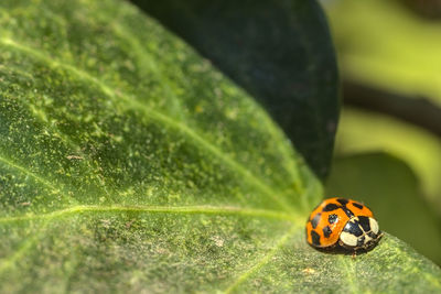 Close-up of ladybug on leaf