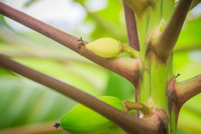 Close-up of berries on tree