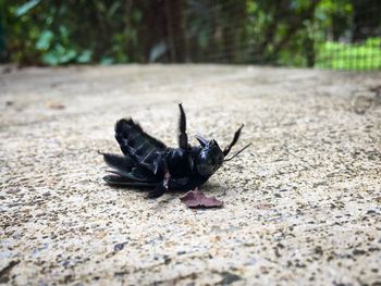 Close-up of insect