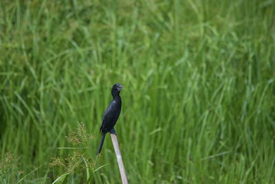 Bird perching on a grass