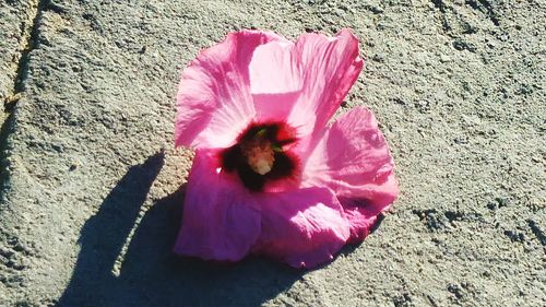 Close-up of pink flower