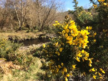Yellow flowers growing on tree