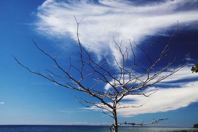 Low angle view of bare tree against blue sky