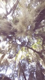 Reflection of trees in water