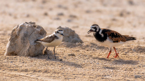 View of birds on sand