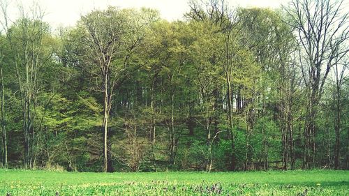 View of trees in forest