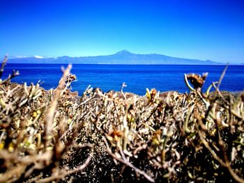 Close-up of bay against clear blue sky