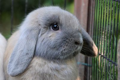 Close-up portrait of rabbit