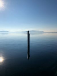 A bird on wooden post in lake against clear blue sky