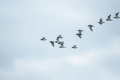 Low angle view of birds flying in sky