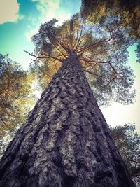 Low angle view of trees against sky