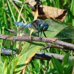 Close-up of insect perching on plant