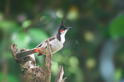 Close-up of bird perching on a branch