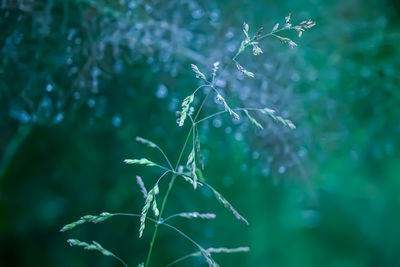 Close-up of grasses