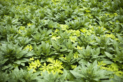 Full frame shot of plants