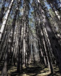 Low angle view of bamboo trees in forest