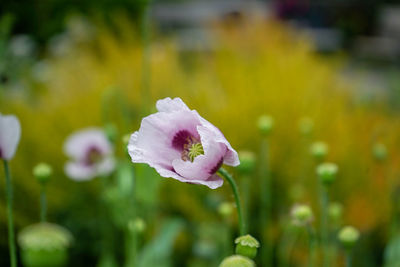 Close-up of pink flowering plant