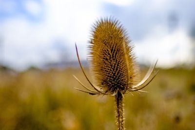 Close-up of thistle on plant against blurred background