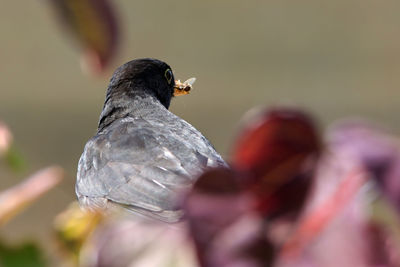 Close-up of bird perching on plant