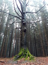 Low angle view of trees in forest