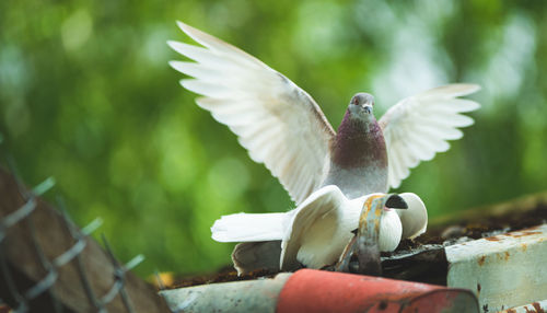 Close-up of bird flying