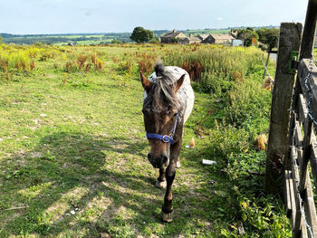 Friendly horse, walking to the gate, in the countryside near, bradford, yorkshire, uk