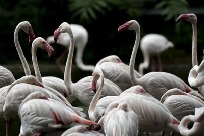 This photo was taken at  jurong bird park during my visit in singapore.