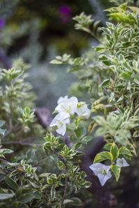 Close-up of small flowering plant