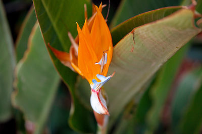 Close-up of orange flowering plant