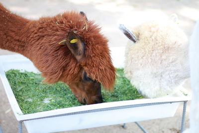 Full length of a sheep on field