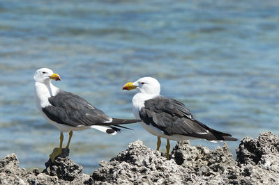 Pacific gull, larus pacificus, photo was taken in the leeuwin-naturaliste national park, australia