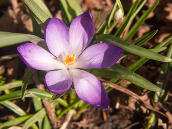 Close-up of purple crocus flower