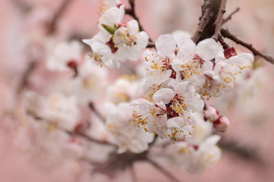 Close-up of cherry blossom