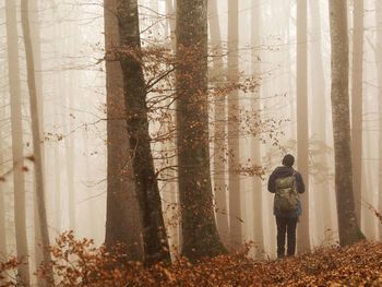 Rear view of man in forest