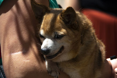 Close-up of a dog looking away