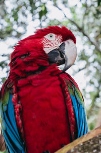 Close-up of a parrot