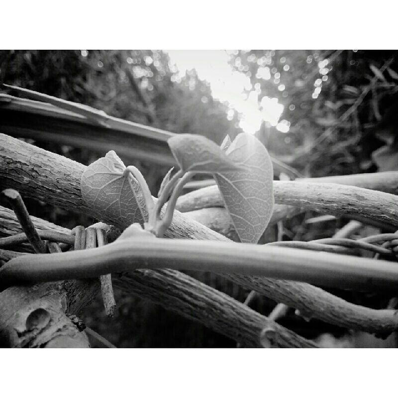 transfer print, focus on foreground, auto post production filter, close-up, growth, nature, selective focus, tree, plant, day, outdoors, forest, beauty in nature, fragility, flower, no people, tranquility, park - man made space, branch, wood - material