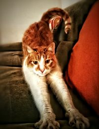 Portrait of kitten sitting at home