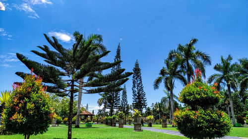 Trees in park against blue sky