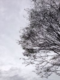 Close-up of bird flying against sky