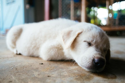 Close-up of dog sleeping