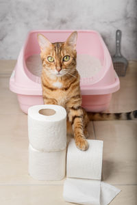 Domestic cat with toilet paper near the cat litter box. vertical shot.