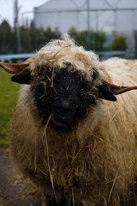 Close-up of goat