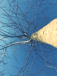 Close-up of bare tree against blue sky