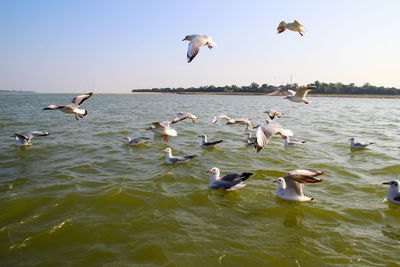 Seagulls flying in the sea