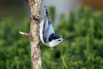 Close-up of bird perching on branch