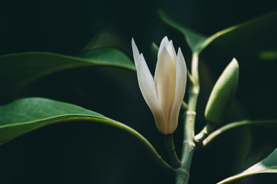 Close-up of white flowering plant