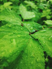 Close-up of wet leaf