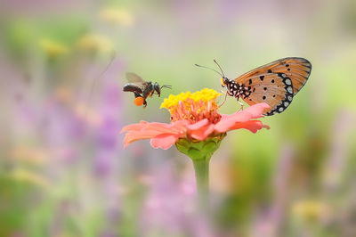 Close-up of butterfly pollinating on purple flower