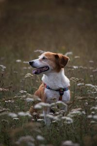 Dog sitting on field